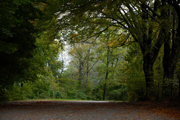 Beautiful Landscapes of north italy, woods, forests, routes and mountains