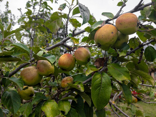 Rama de manzano con manzanas