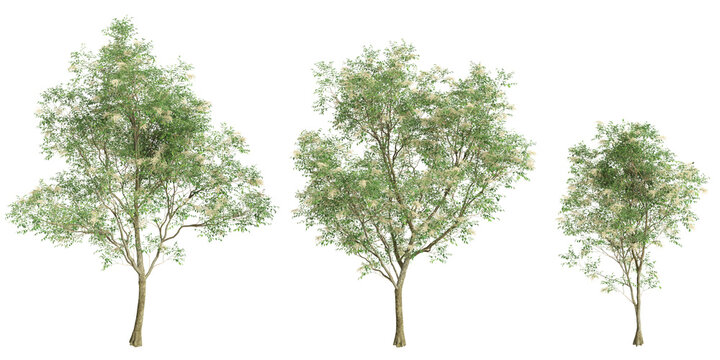 3d illustration of set Fraxinus griffithii tree isolated on transparent background