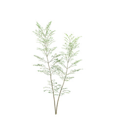 3d illustration of Fraxinus griffithii tree isolated on transparent background