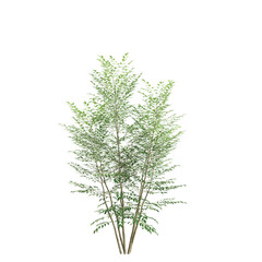3d illustration of Fraxinus griffithii tree isolated on transparent background