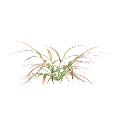 3d illustration of Hakonechloa macra Beni Kaze bush isolated on transparent background