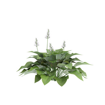 3d illustration of Hosta plantaginea bush isolated on transparent background