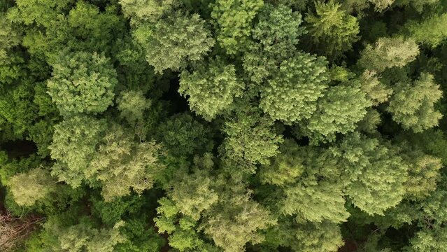 Drone slowly glides over deciduous forest, top-down view, tree tops gently