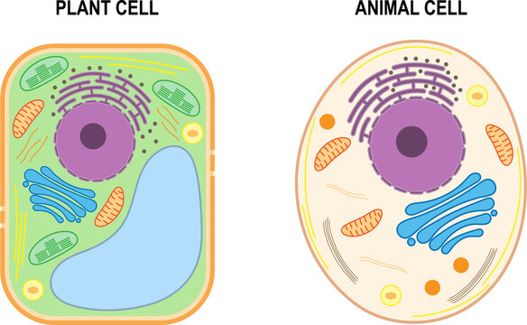 The structure of a plant cell and an animal cell.