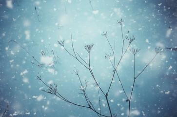 snow flakes falling on branches, winter detail