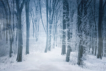 cold winter woods, fantasy landscape