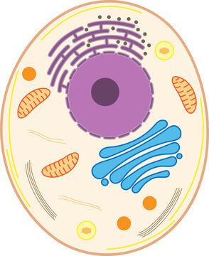 Structure of a animal cell. Animal cell organelles.