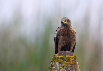 Stunning adult black kite (Milvus migrans) perched on a rock with natural green background. Powerful bird of prey in its habitat with vibrant colors and space for text. Taken in Asturias., Spain.