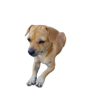 a cute dog jumping on a white background.