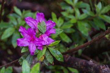 Pink azalea with raindrops