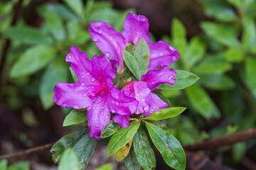 Pink azalea with raindrops