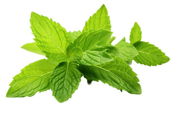 Spearmint White Isolation on a transparent background