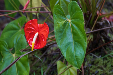Red Anthurium flowers growing in the wild