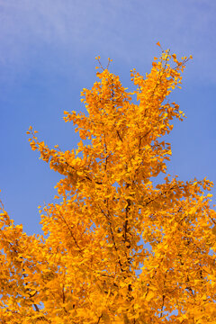 Knallend orange Blätter von einem Ginko Baum im Herbst gegen blauen Himmel