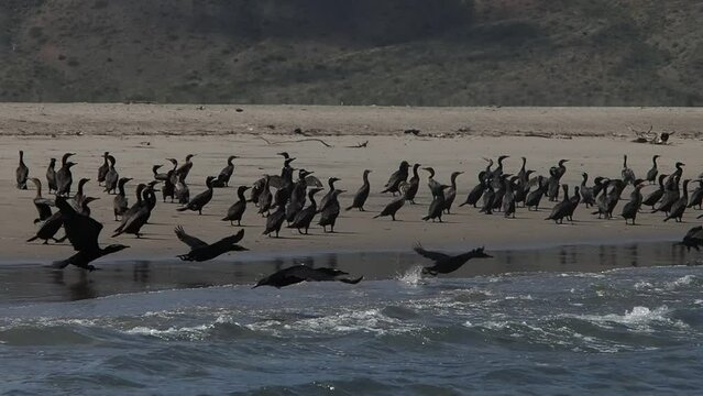 cormorant colony in baja california sur puerto chale magdalena bay