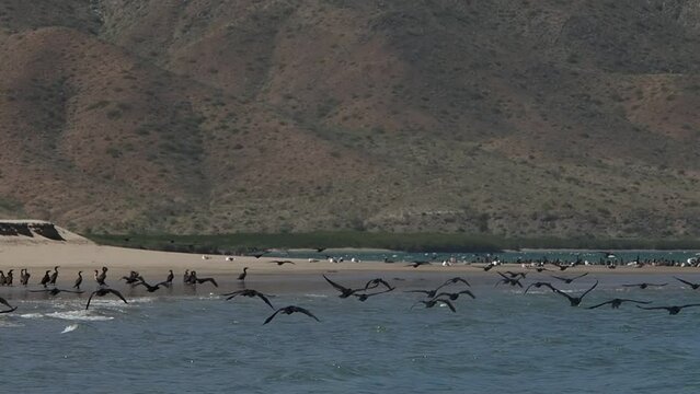 cormorant colony in baja california sur puerto chale magdalena bay