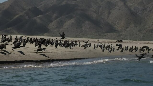 cormorant colony in baja california sur puerto chale magdalena bay