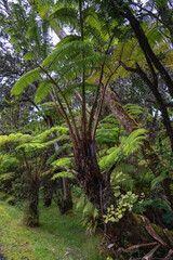 Fototapeta na wymiar Tall fern tree in Hawai'i