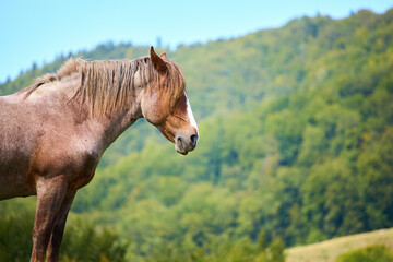 Naklejka premium Rustic Serenity: Graceful Brown Horse Amidst Majestic Mountain S