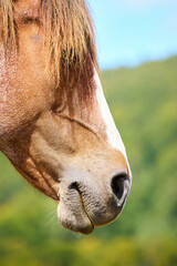 Naklejka premium Rustic Serenity: Graceful Brown Horse Amidst Majestic Mountain S