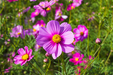 Obraz premium 季節の花