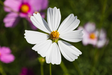 Obraz premium 季節の花