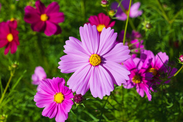 Obraz premium 季節の花