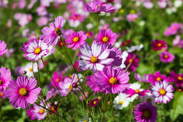Fototapeta premium 季節の花