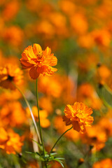Fototapeta premium 季節の花