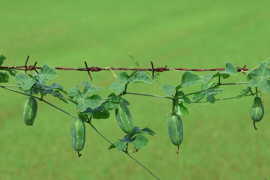 Green Coccinia grandis with leaves hanging with barbed wire fence in the rice field background