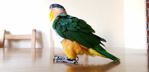 a large green and yellow bird sitting on a wooden table