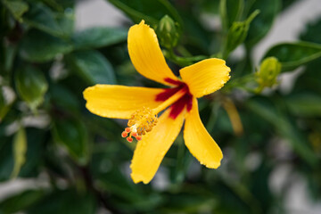 Fototapeta na wymiar Yellow Hibiscus Flower Close-up 
