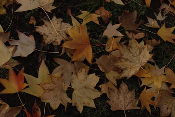 Autumn leaves on the ground