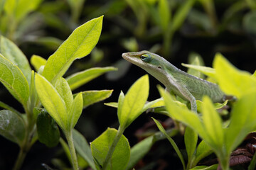 Gecko sitting on green leaves
