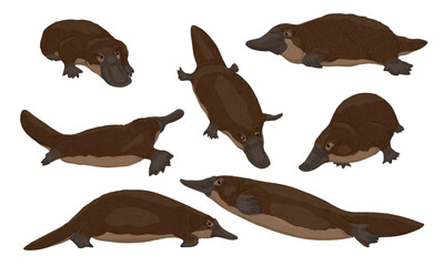 Set of platypuses Ornithorhynchus anatinus or duck-billed platypus. Endemic species of Australia and Tasmania. Realistic vector animal