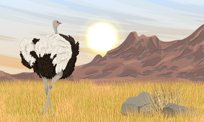 An African ostrich runs through a savannah with dry grass at the foot of a mountain range. Wildlife of Africa. Realistic vector landscape.