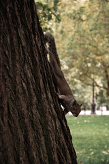 Little squirrel posing 