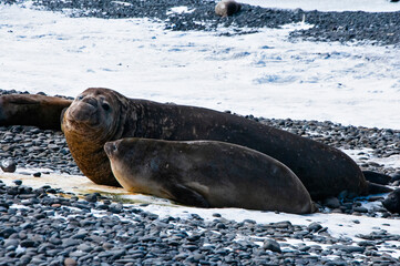 sea elephant