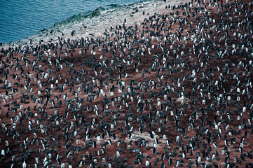 penguin colony