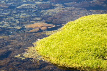 Loggerhead turtle in the water