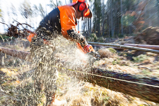 Male lumberjack cutting tree with chainsaw