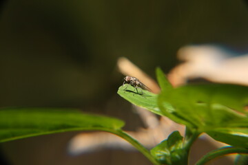 fly on leaf