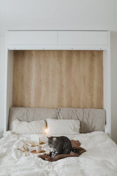 Cute tabby cat in bed on warm blanket. Hygge concept. Lazy weekend 