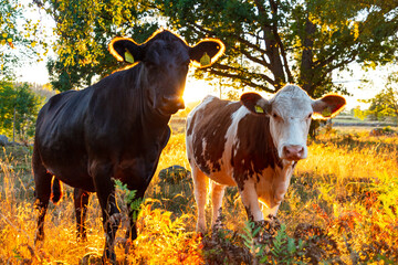 Two cows standing in pasture