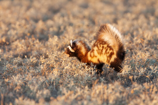 Marbled Polecat (Vormela Peregusna) Juvenile Running In Natural Habitats Of Betpak Dala Desert At The Evening, Southern Kazakhstan