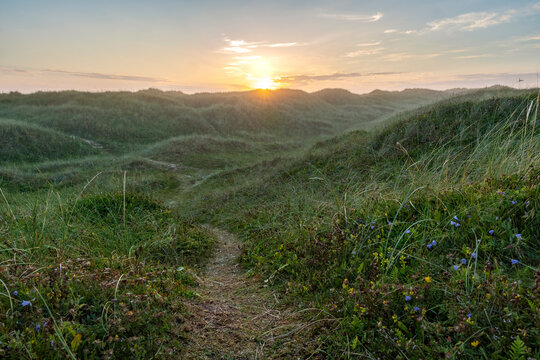 Footpath among flowers growing on meadow at sunset