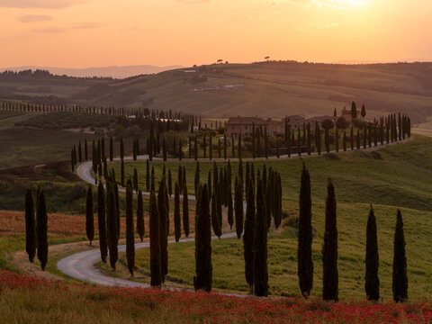 Rows of cypress trees growing along country road at sunset