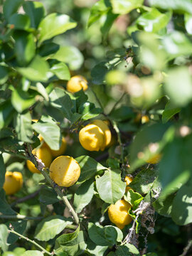 Lemons on tree at sunny day