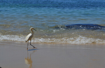 a heron on the shore of a beach